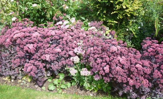 Sedum telephium 'Purple Emperor'