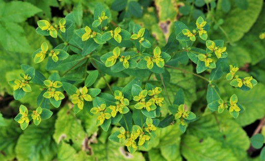 Euphorbia oblongata (Euphorbia oblongata)