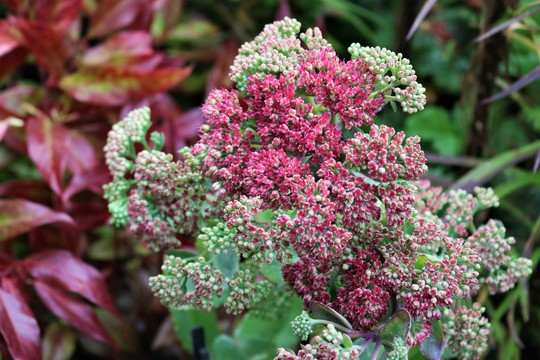 Sedum telephium 'Munstead Dark Red'