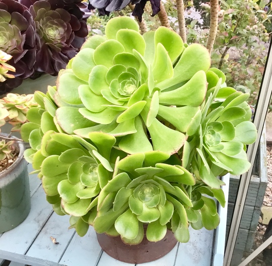 Aeonium ‘Blushing Beauty’ without her blush (August)