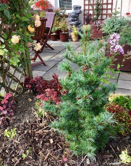 Pinus parviflora ‘Bonnie Bergman’
