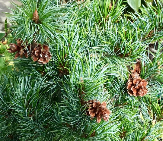 Pine cones on Bonnie Bergman