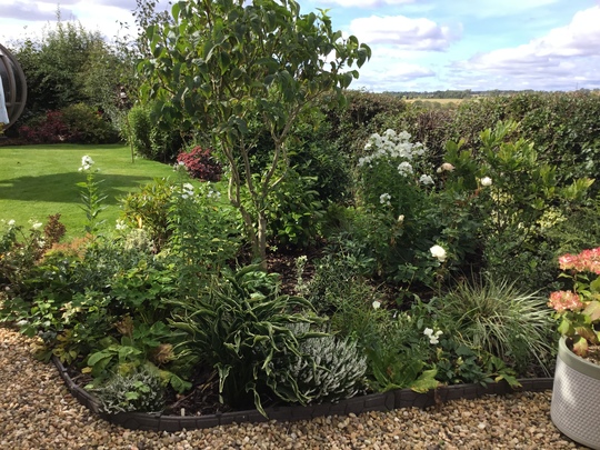 Autumn in the white garden.