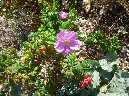 Seaside Rose