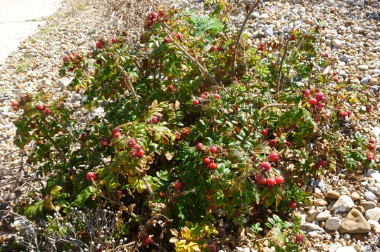 Rose Hips