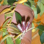 Lipstick plant (Aeschynanthus radicans)
