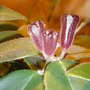 lipstick bract close-up (Aeschynanthus radicans)