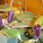 Other Bracts on the lipstick (Aeschynanthus radicans)