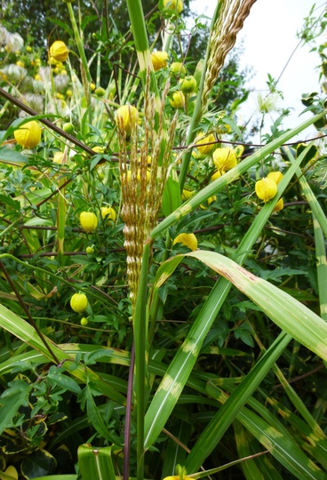 Zebra grass
