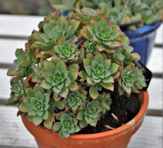 Aeonium 'Cornish Pixie'