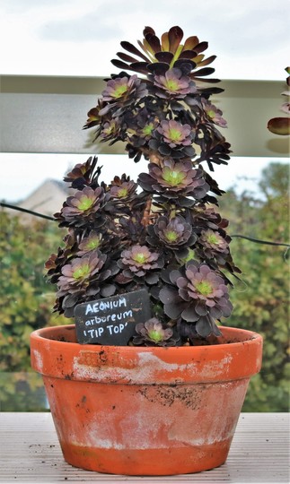 Aeonium arboreum 'Tip Top' in its new pot.