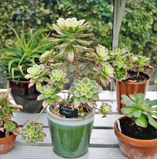 Aeonium 'Kiwi'