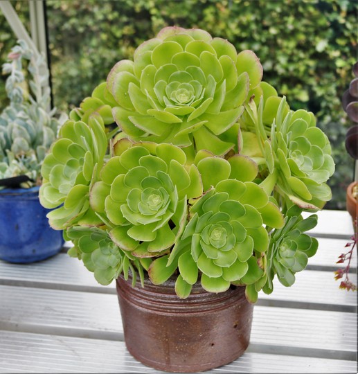Aeonium 'Blushing Beauty'