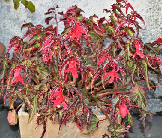 A sleepy Begonia..but still very beautiful both flowers and foliage.