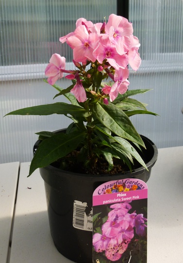 Phlox paniculata 'Sweet Summer Pink' (Phlox paniculata (Perennial phlox))