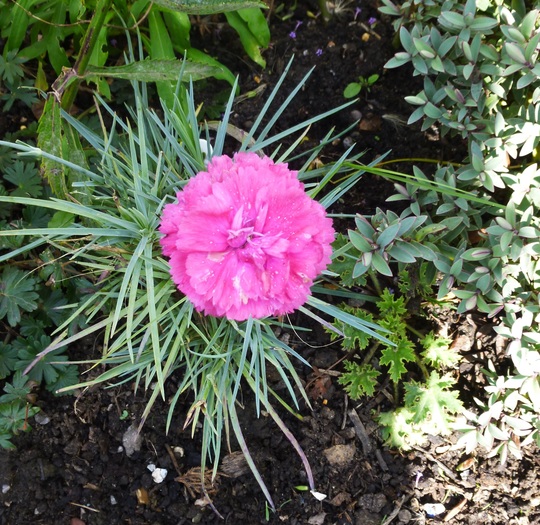 Dianthus