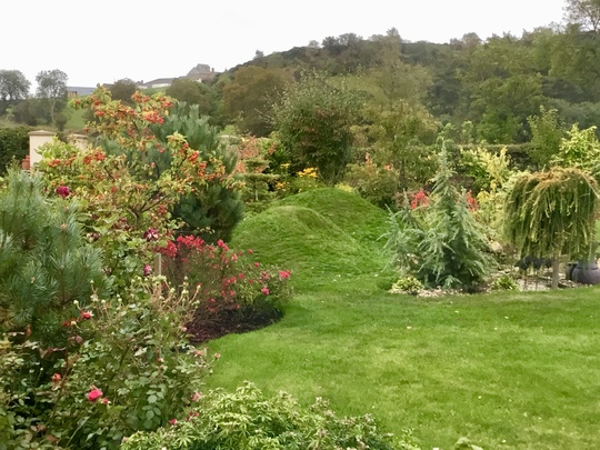 Raining again...but beautiful nonetheless, and maturing well.