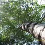 Quaking_aspen-_northern_idaho__2_