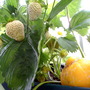 Lemon Cucumber, Strawberry