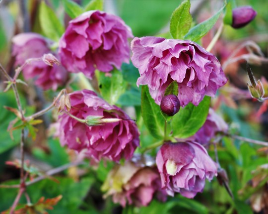 Double Hellebore Flowering