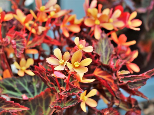 Begonia in the Greenhouse