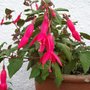 Picture_232