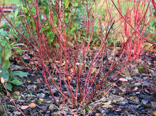 Cornus alba sibirica