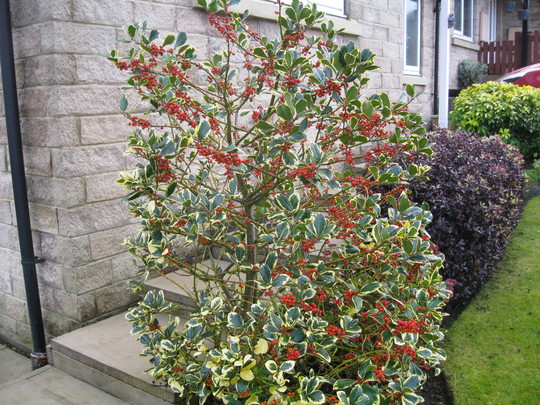 Holly 'Golden King'