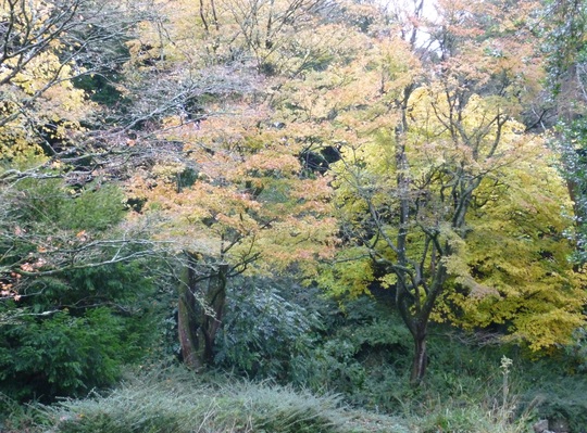 Autumnal scene