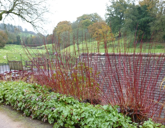 Colourful Dogwoods