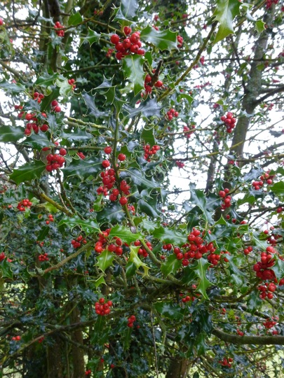 Holly