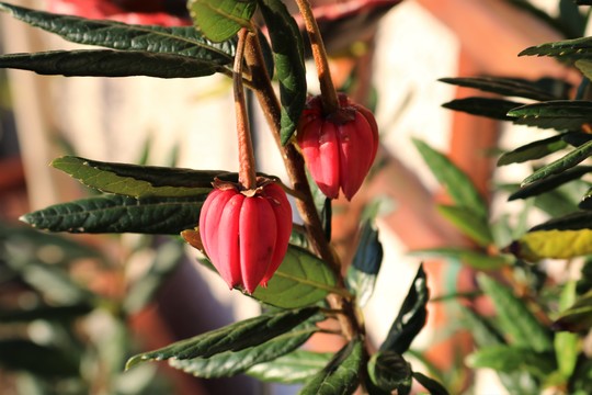Lanterns hanging on the Crinodendron