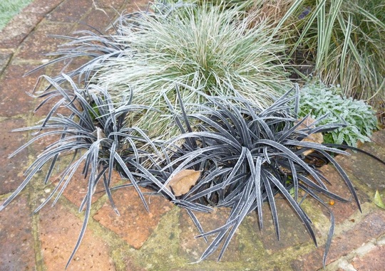 Frosty grasses