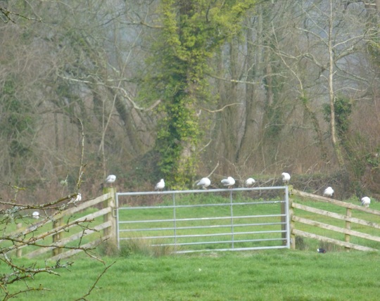 Seagulls near Arundel Castle