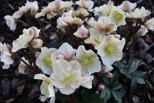 Hellebore 'Cinnamon Snow'