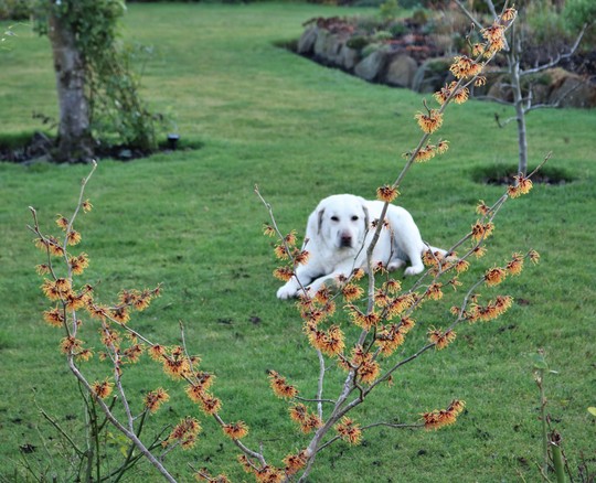 Willow and Hamamelis 'Jelena'