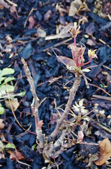 Paeonia suffruticosa thinking its Spring already...