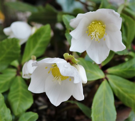 Helleborus 'Christmas Carol' (Helleborus niger (Christmas rose))