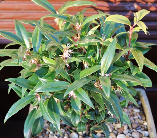 Sarcococca 'Winter Gem'