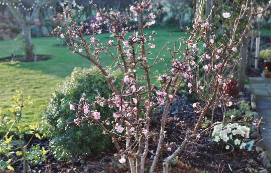 Viburnum bodnantense 'Dawn'