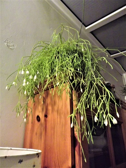 Rhipsalis campos-portoana