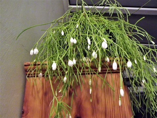 Rhipsalis campos-portoana