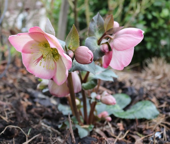 Helleborus 'Sally's Shell'