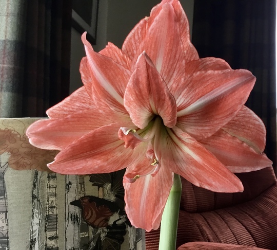 Lady Jane fully open