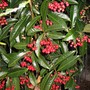 Ardisia