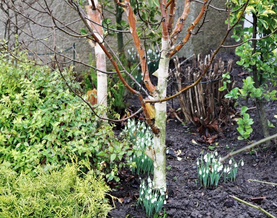 Snowdrops under the Betula jaquemontii 'Silver Shadow' Trees