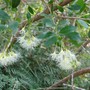 Syzygium fibrosum ( fibrous satinash ) (Syzygium fibrosum)