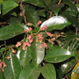 Syzygium fibrosum ( fibrous Satinash ) (Syzygium fibrosum)