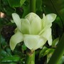 Etlingeria elatior ( White torch ginger ) (Etlingera elatior)