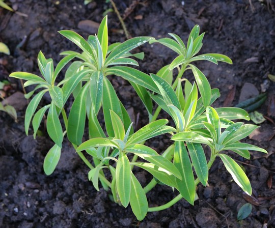 Euphorbia 'Honey Pot'